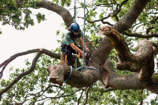 How Our Tree Care Process Works  in  Ellettsville, IN