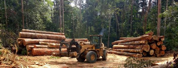 Reliable Ellettsville, IN Tree Care Solutions