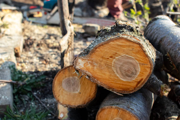 Best Tree Maintenance Programs  in Ellettsville, IN