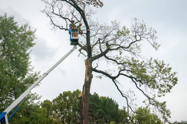 Best Stump Grinding and Removal  in Ellettsville, IN