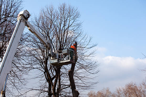 Best Tree Health Inspection  in Ellettsville, IN